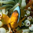 Amphiprion