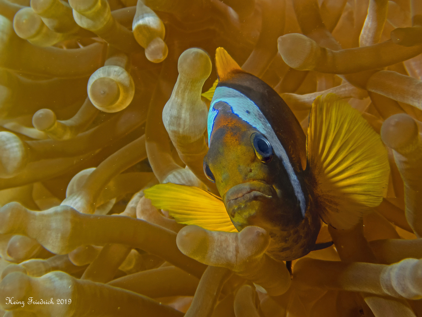 Amphiprion Foto & Bild tiere, wildlife, fische Bilder auf