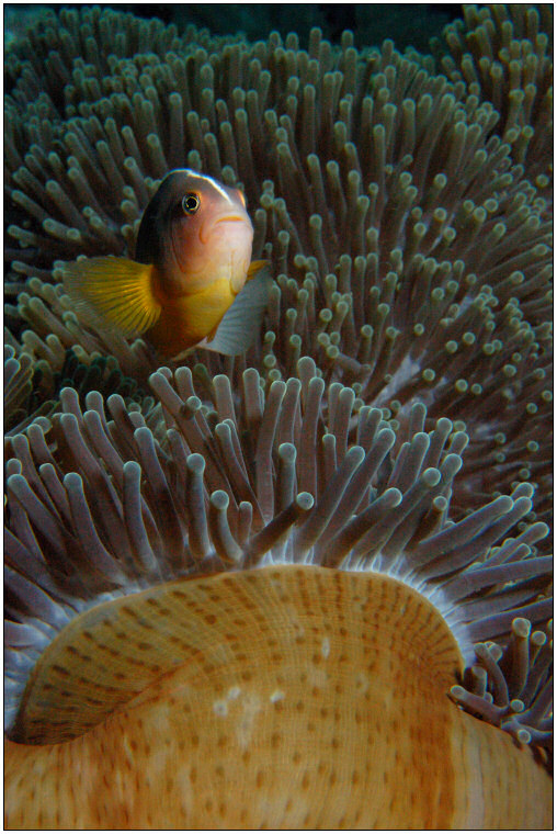 Amphiprion akallopisos