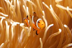 Amphiprion