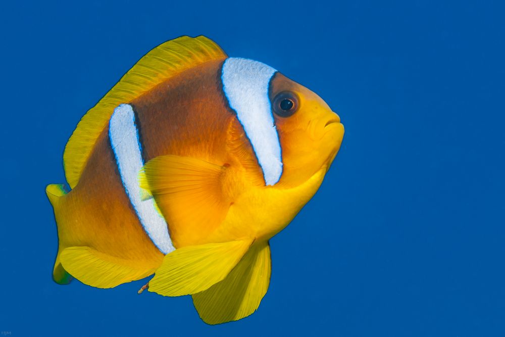 Amphiprion bicinctus Foto & Bild africa, egypt, north africa Bilder