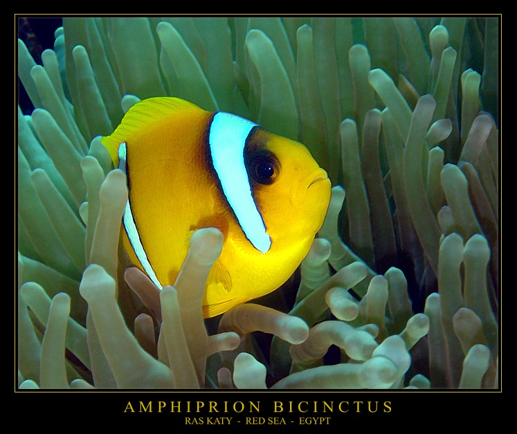 AMPHIPRION BICINCTUS Foto & Bild unterwasser, uwsalzwasser, natur
