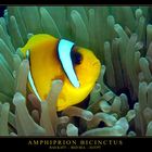 AMPHIPRION BICINCTUS