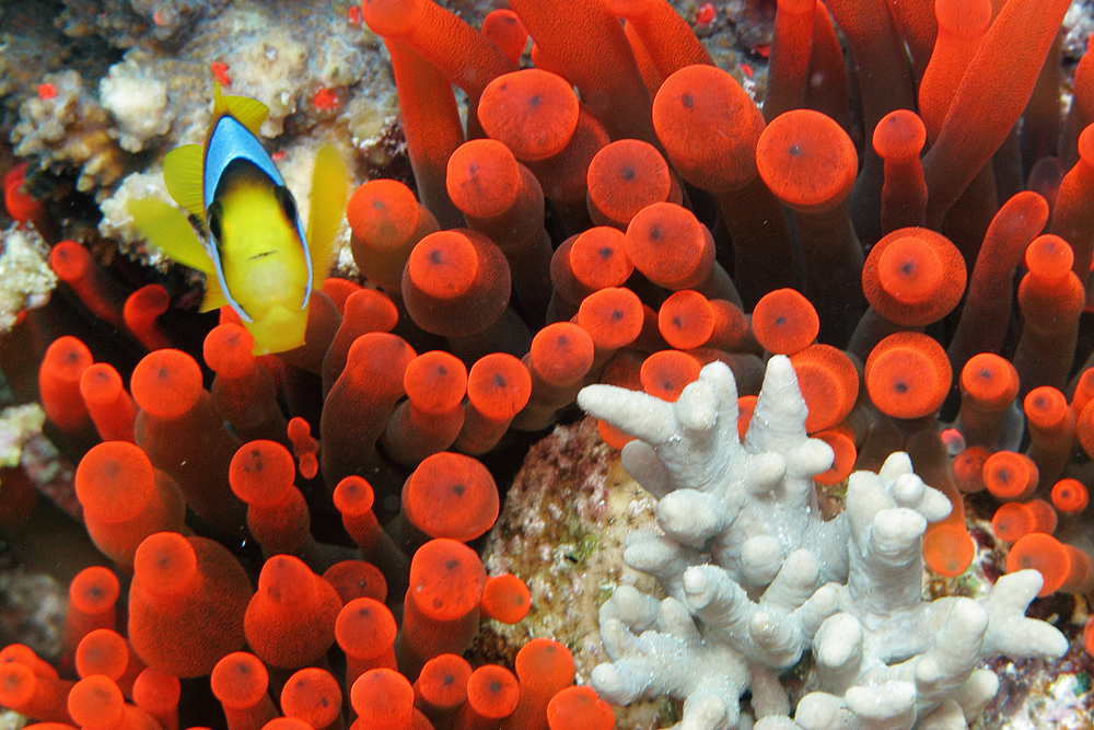 Amphiprion bicinctus II