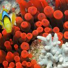 Amphiprion bicinctus II