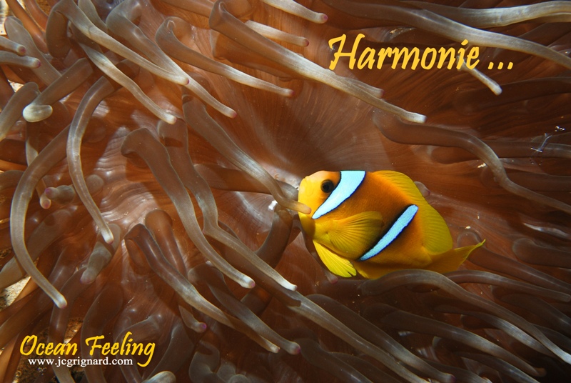 Amphiprion bicinctus - Poisson clown