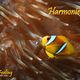 Amphiprion bicinctus - Poisson clown