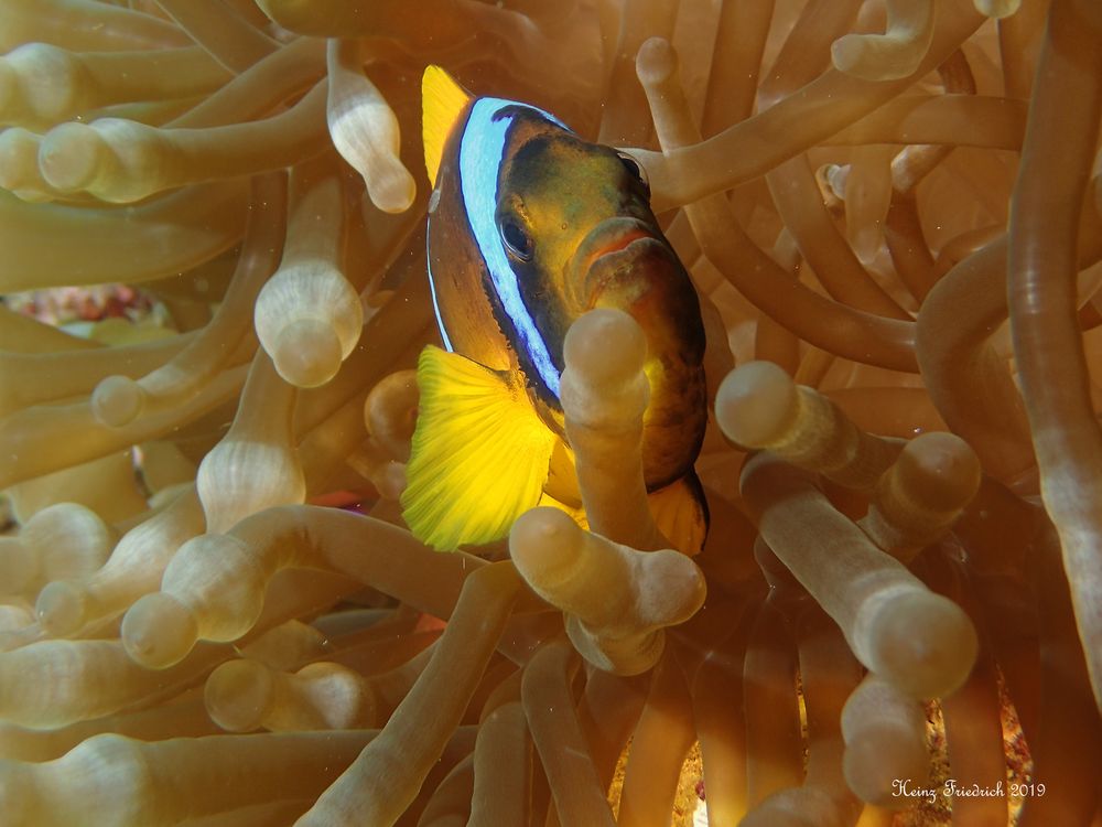 Amphiprion bicintus Foto & Bild tiere, wildlife, fische Bilder auf
