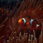 Amphiprion