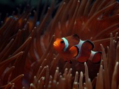 Amphiprion