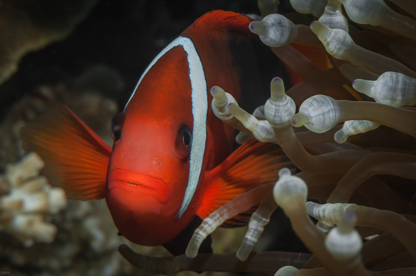 Amphiprion frenatus