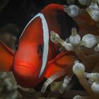 Amphiprion frenatus