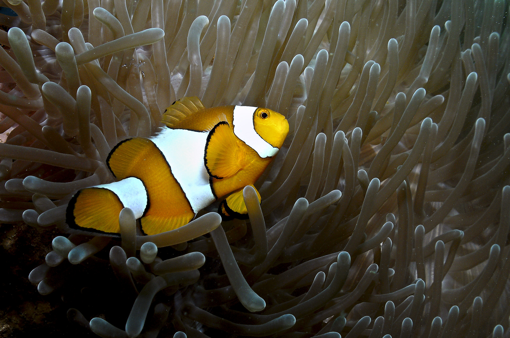 Amphiprion Ocellaris 