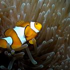 Amphiprion Ocellaris 