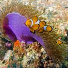 Amphiprion ocellaris