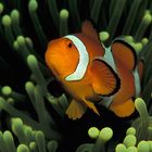 Amphiprion ocellaris