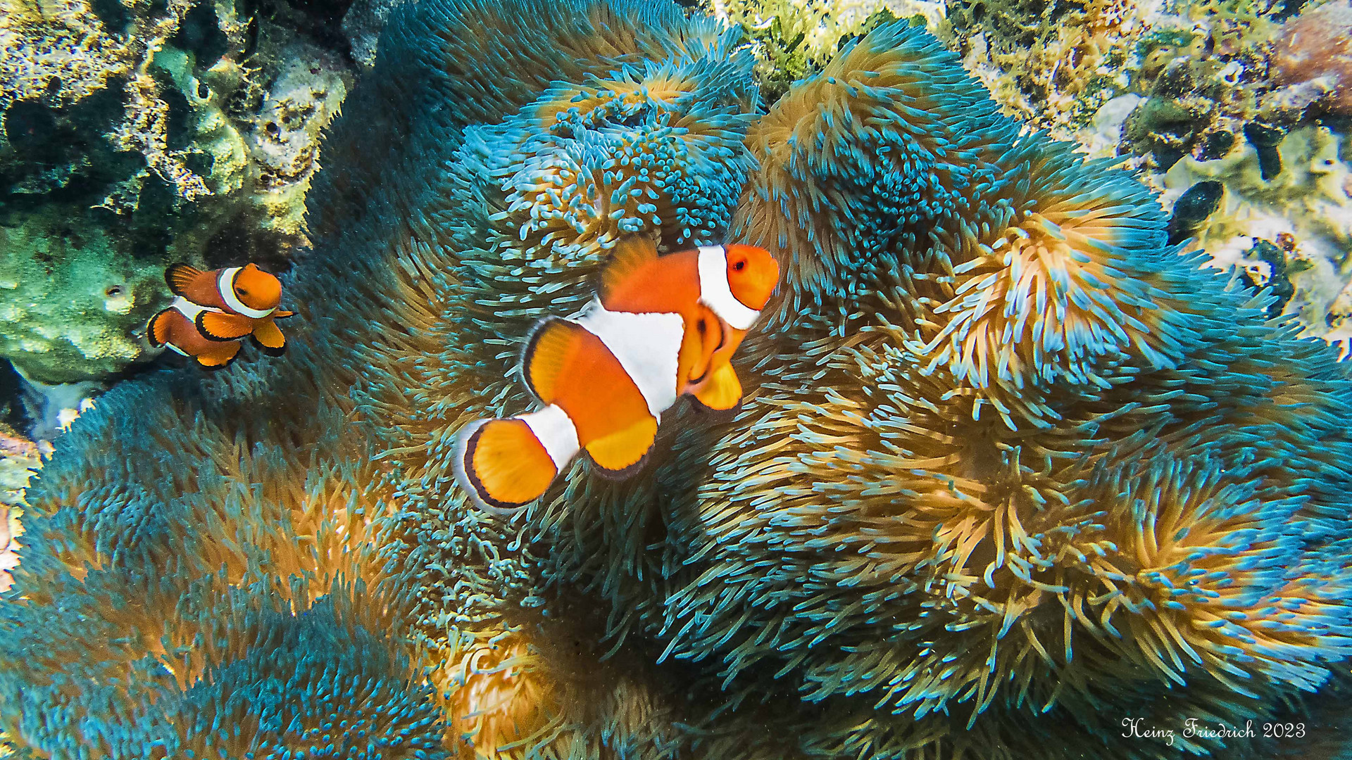 Amphiprion ocellaris auf Stichodactyla gigantea