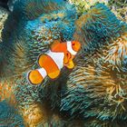 Amphiprion ocellaris auf Stichodactyla gigantea