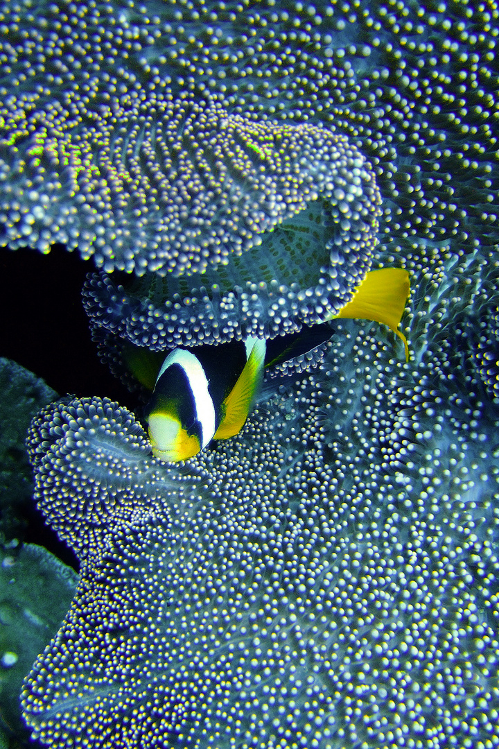 Amphiprion ocellaris black Clownfish