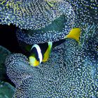 Amphiprion ocellaris black Clownfish