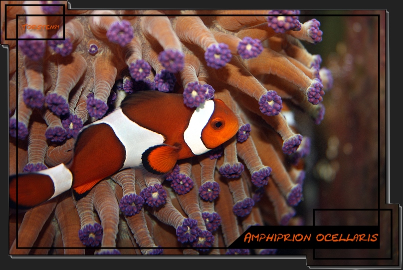 Amphiprion ocellaris - Falscher Clown - Anemonenfisch (Nemo)