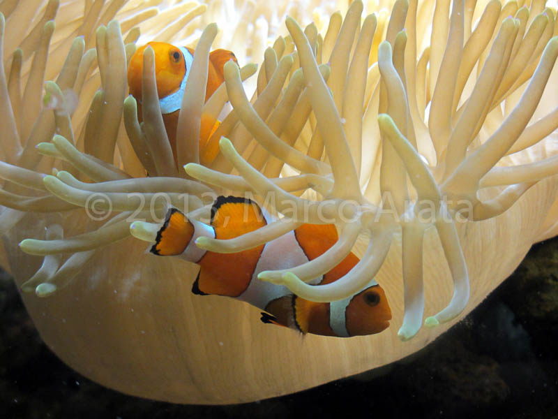 Amphiprion ocellaris - Pesci pagliaccio