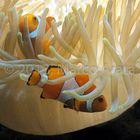 Amphiprion ocellaris - Pesci pagliaccio