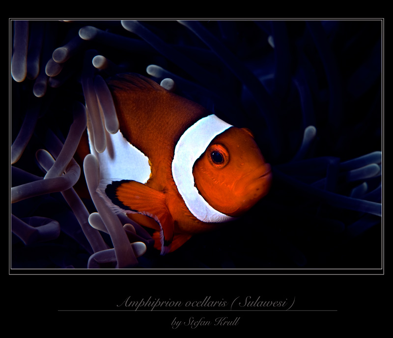 Amphiprion ocellaris ( Sulawesi )