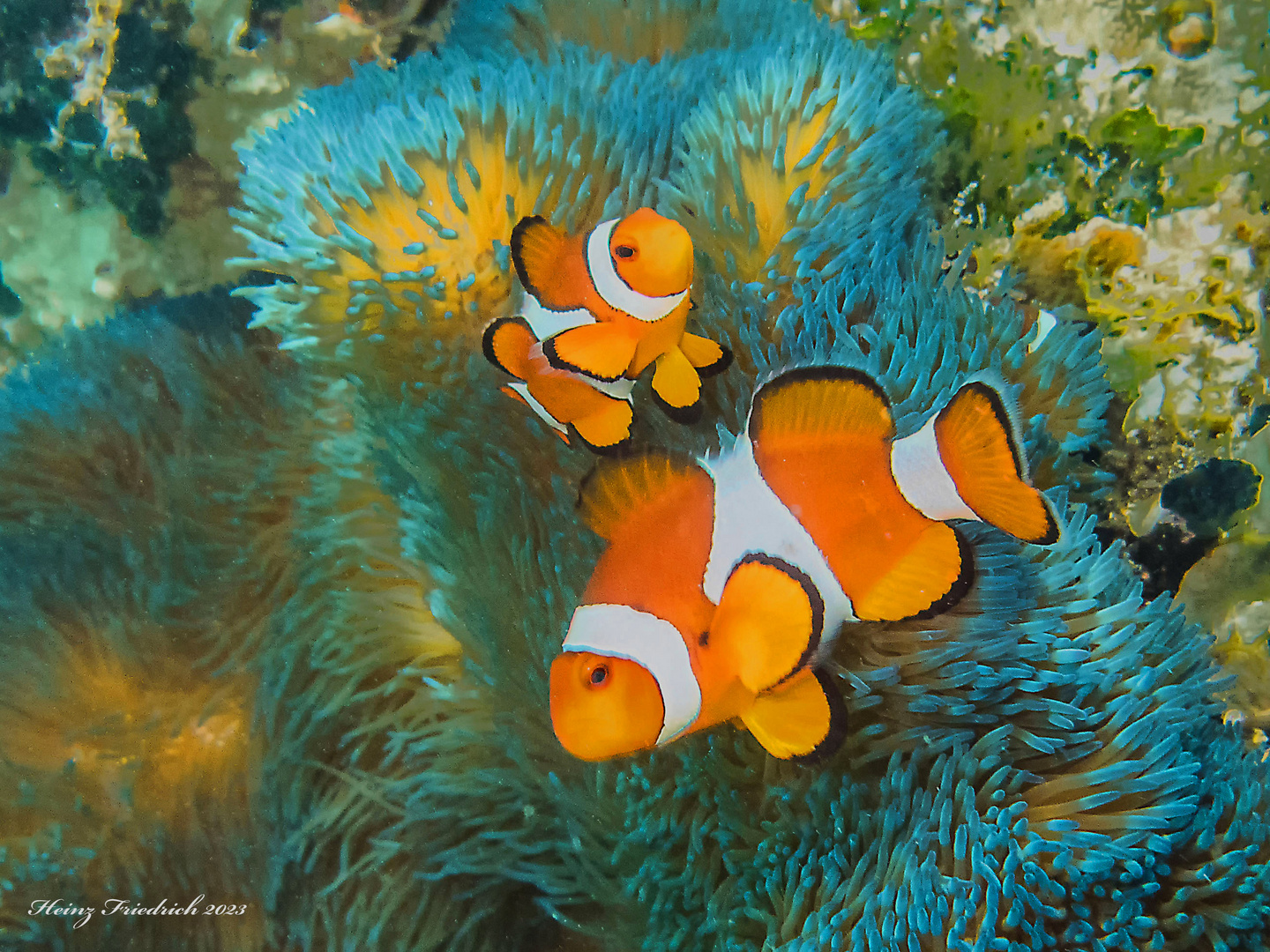 Amphiprion ocellaris und Stichodactyla gigantea