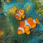 Amphiprion ocellaris und Stichodactyla gigantea