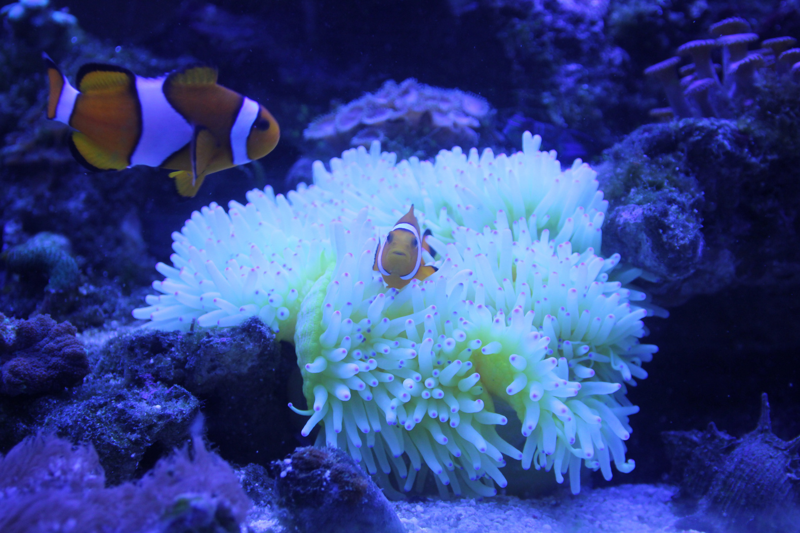 Amphiprion Oocellaris ( Clownfisch ) und eine Heteractis crispa (Lederanemone)