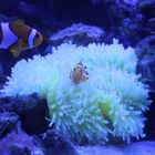 Amphiprion Oocellaris ( Clownfisch ) und eine Heteractis crispa (Lederanemone)