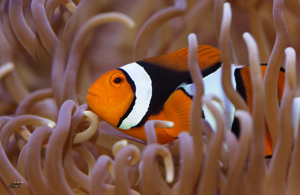 Amphiprion percula