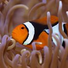 Amphiprion percula