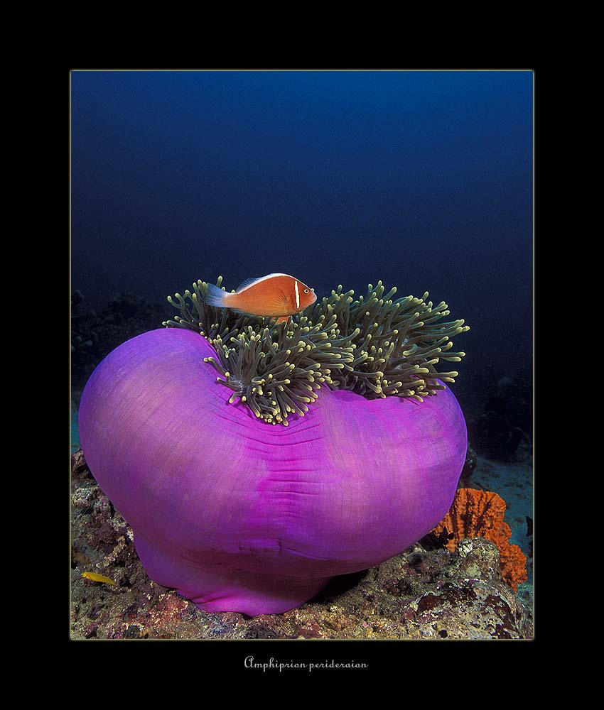 Amphiprion perideraion