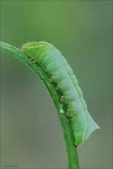 Amphipyra pyramidea (larva)
