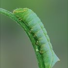 Amphipyra pyramidea (larva)