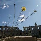 Amphitheater in Pula