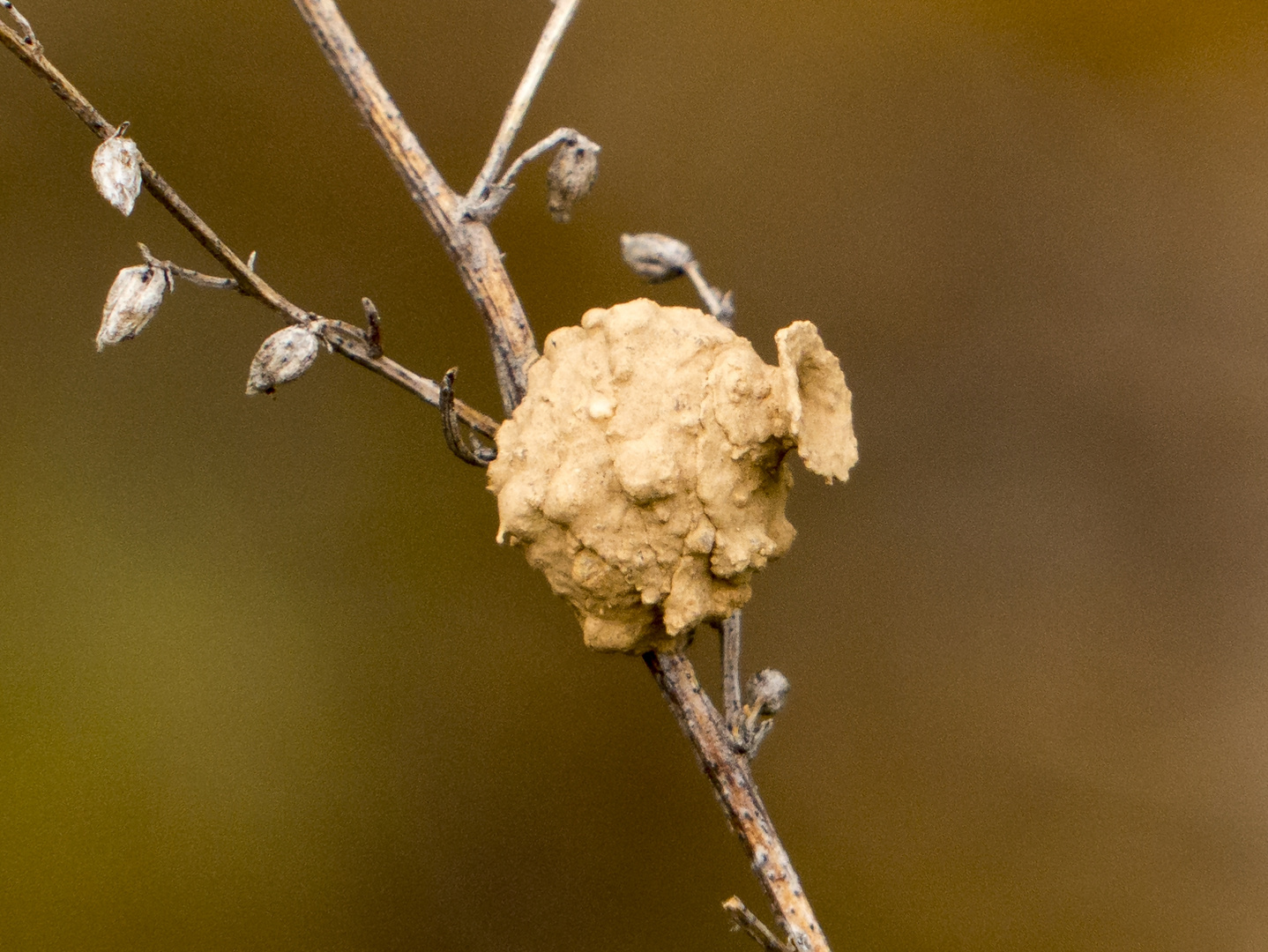 Amphore der Töpferwespe (Eumenes spec.)