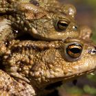 Amplexus