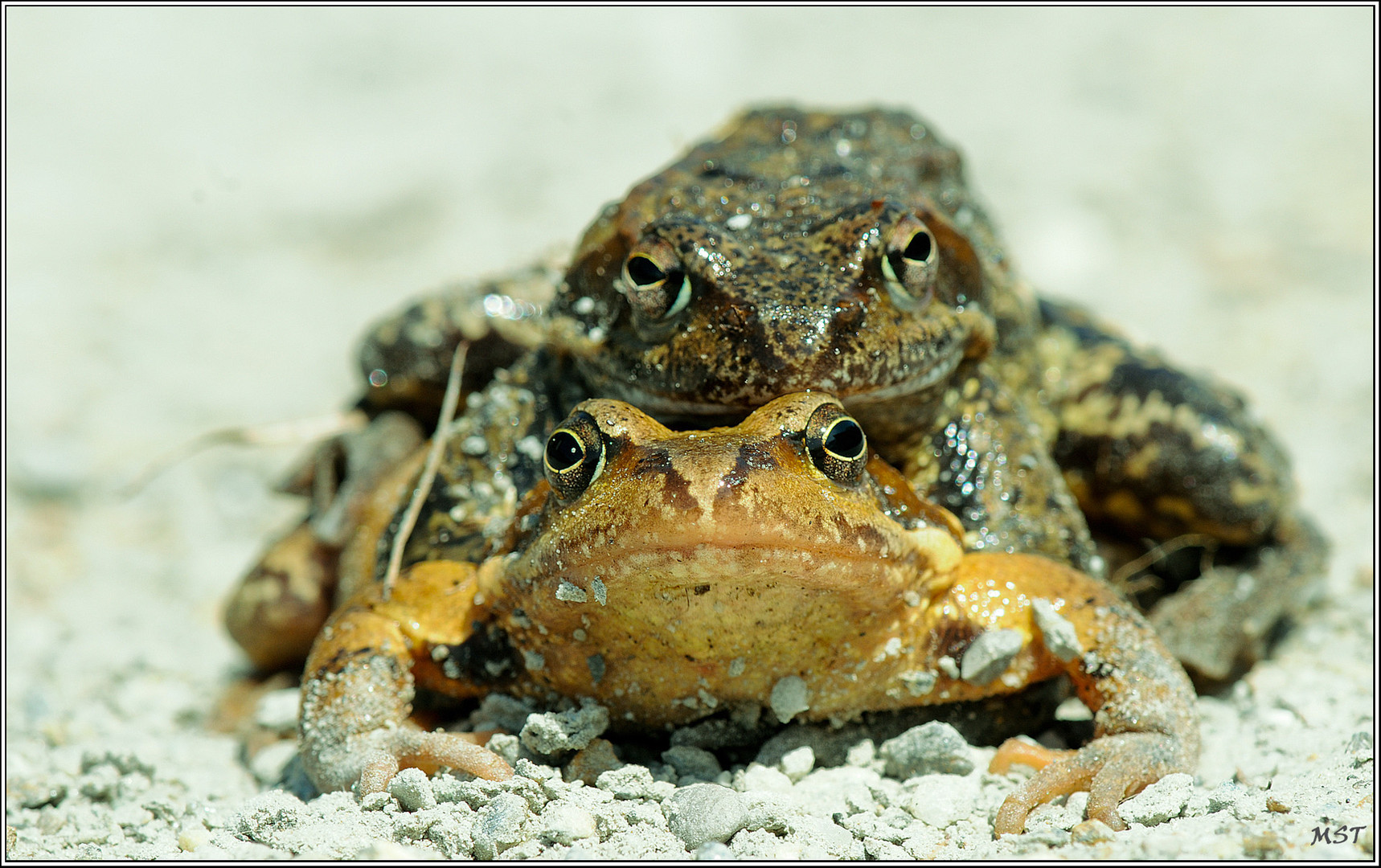 Amplexus