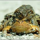 Amplexus