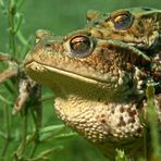 Amplexus axillaris