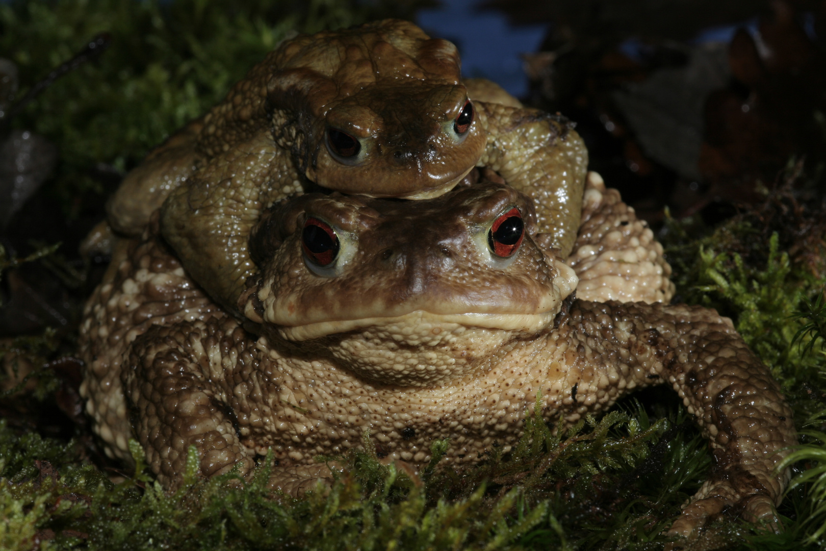 amplexus de crapauds commun