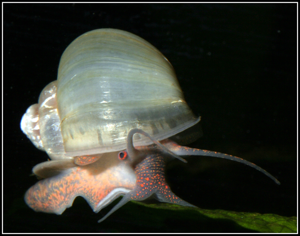 Ampularia gigas ivory blue