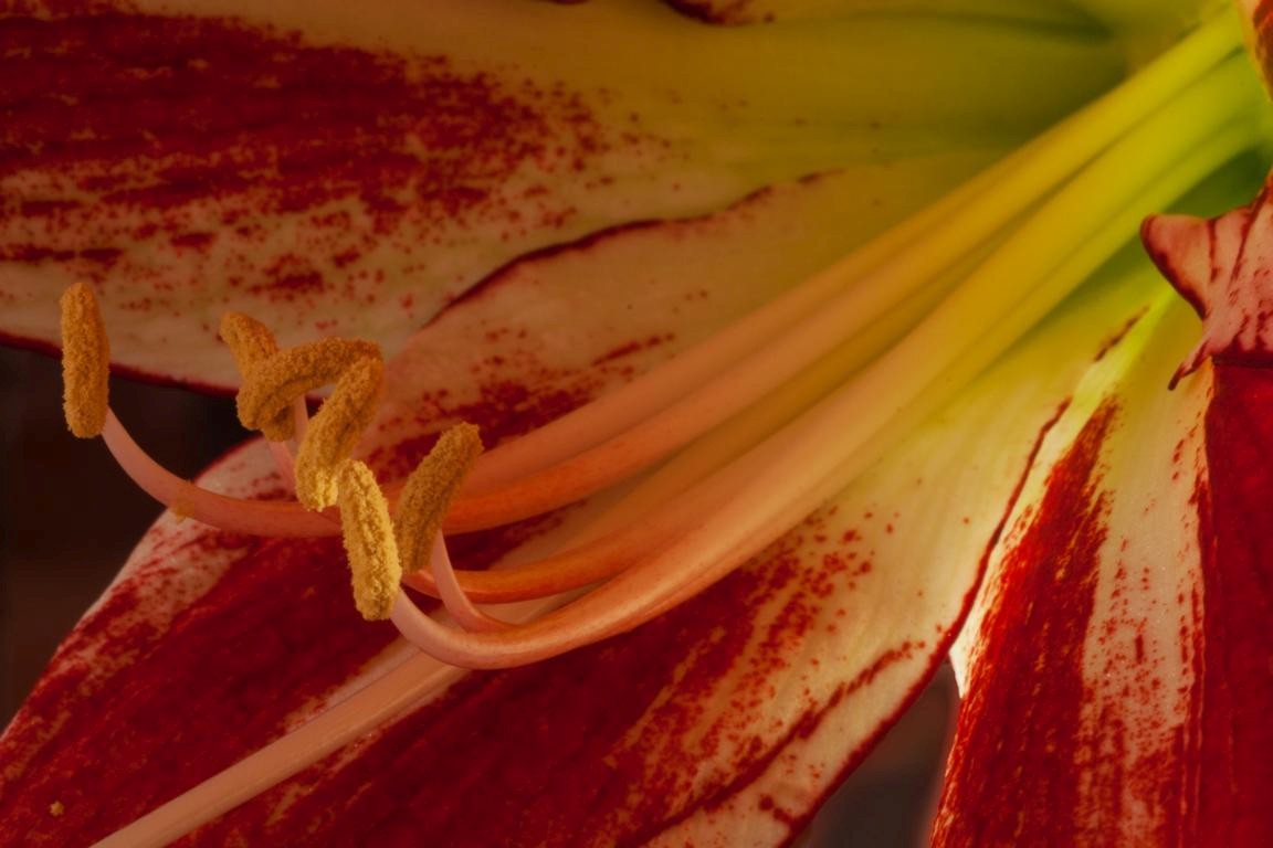 Amraryllis die zweite