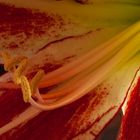 Amraryllis die zweite