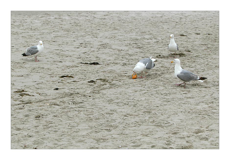 Amrum 2004 - mach jetzt keinen Fehler ....