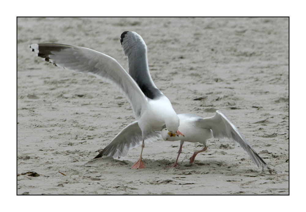 Amrum 2004 - ! ! ! MEINS ! ! !