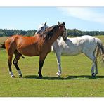 Amrum 2004 - Zwei Pferde auf Amrum ...